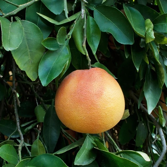 elfbar nachfüll pod läuft aus Vitamine E naturelle