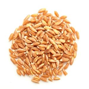 Blé Farro Bio