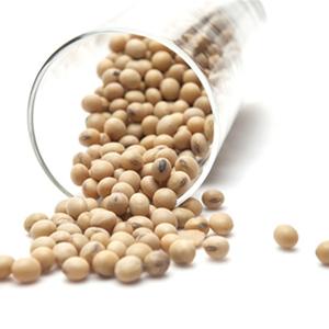 Fèves de Soya Crues Bio