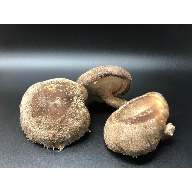 Champignons Shiitake Frais Bio 3lb