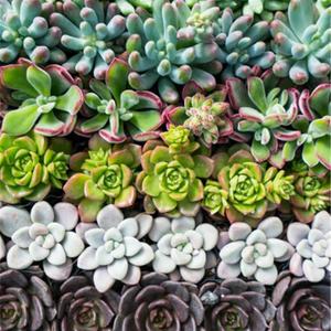 Plante Succulente 4p