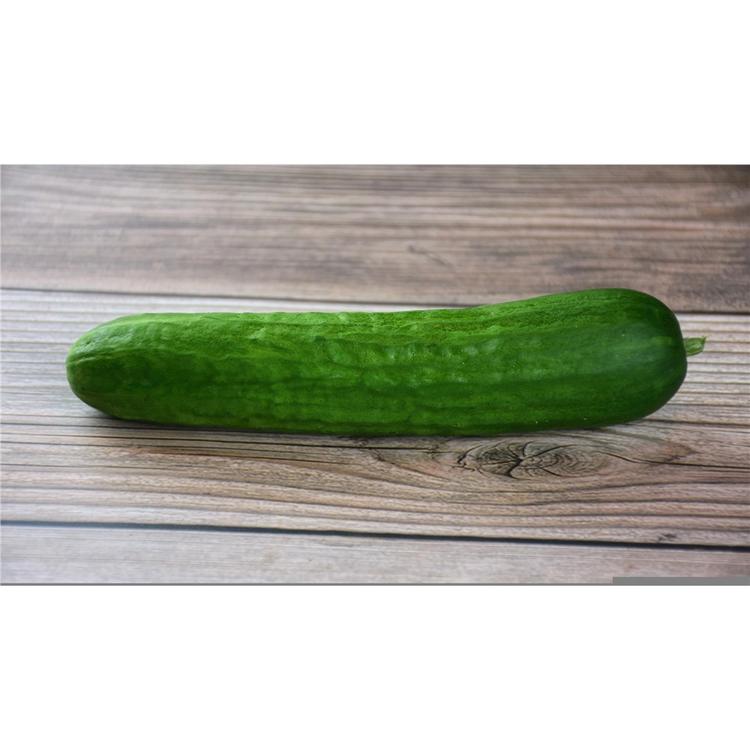 Concombre (PETIT) LIBANAIS Bio /u.