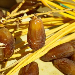 Dattes Fraîches (Deglet Nour) Bio