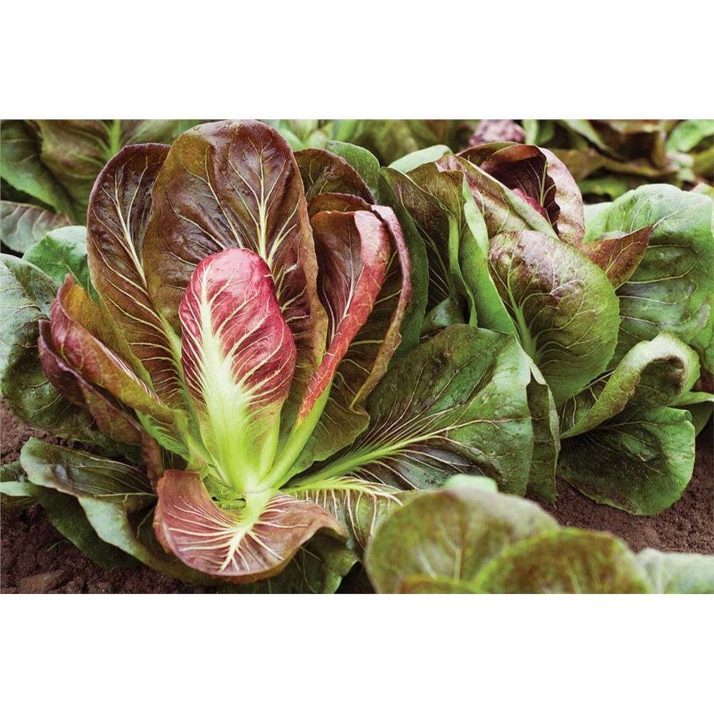 Radicchio UNITÉ (variété : Leonardo Radicchio) /u.