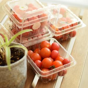 Tomate Cerise Bio