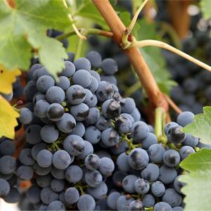 Raisin Bleu Bio