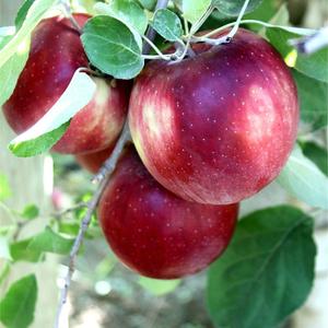 Pommes Cosmic Crisp