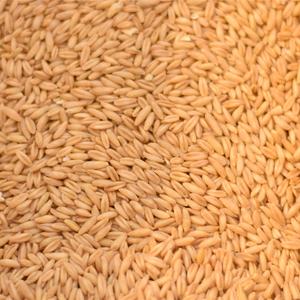 Riz de la Gaspésie Bio / Avoine Nue Bio