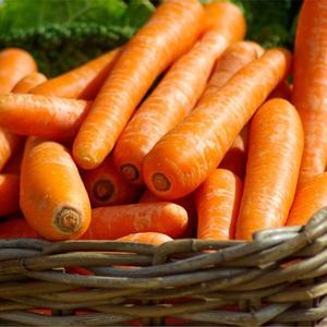 Carottes Bio