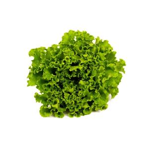 Laitue Frisée verte Bio