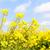 Huile de Canola Bio