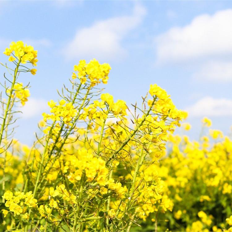 Huile de Canola Bio 1L