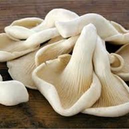Champignons Pleurotes Conventiennels