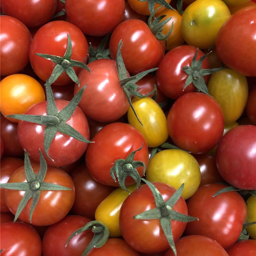 Tomates cerises vrac