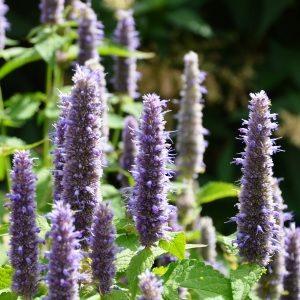 Boîte de semences - Jardin nourricier - Jardins de l'écoumène