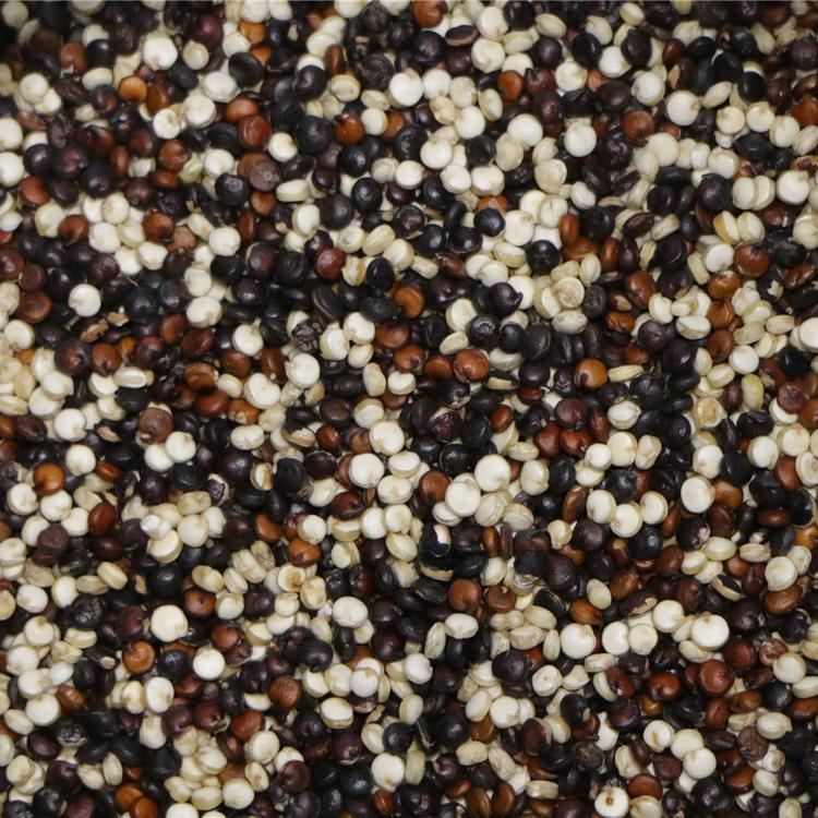 Quinoa m lang s 3 couleurs rouge blanc noir Sac papier 50g