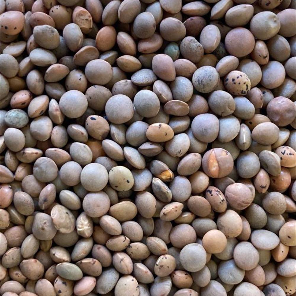 Organic brown lentil 100g