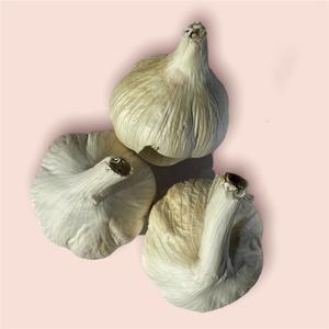 Ail Biologique