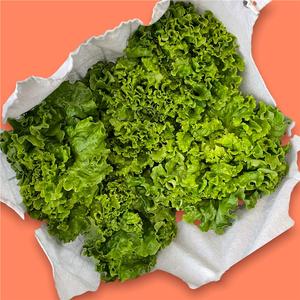 Laitue Frisée Verte