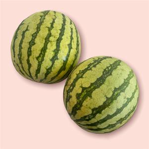 Mini Melon d'Eau Biologique Quebec