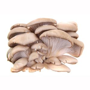 Organic Pleurote Mushroom