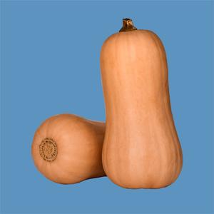 Butternut Squash
