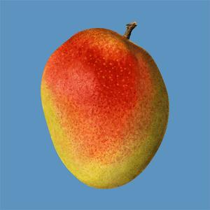 Mangue Tommy Biologique