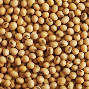 Fève de soya cru biologique