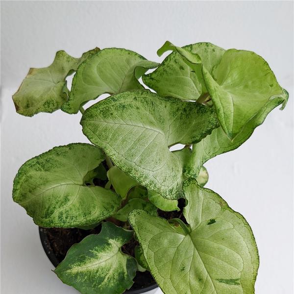 Plante d'intérieur - syngonium vert en hydroculture 30cm