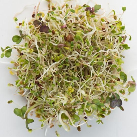 Graines à Germer De Trèfle Rouge Bio – 150 G – Riches En Vitamines, Antioxydants Et Oméga – Origine France/Italie