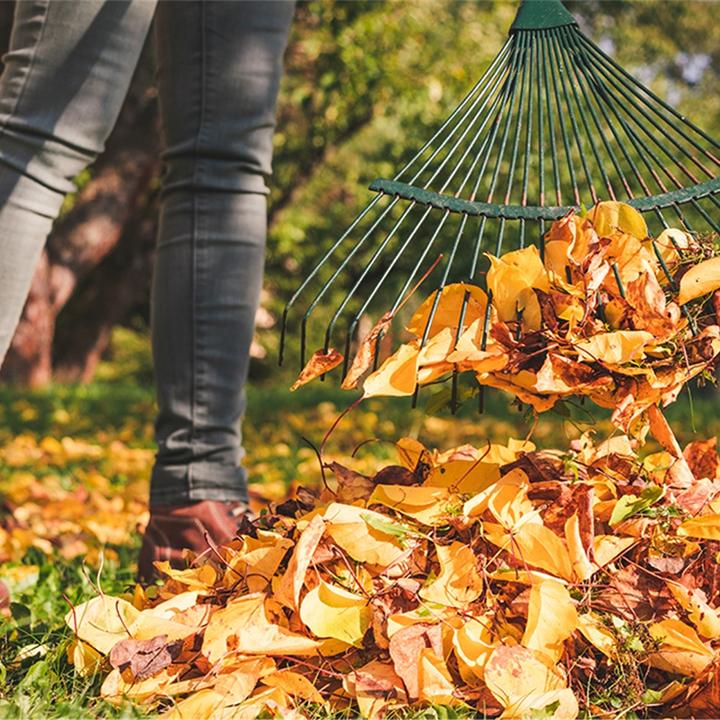 Des feuilles mortes sur notre pelouse, une question d'esthétisme ou de vie?