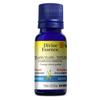 Ylang Ylang totum 15 mL (com. spéciale)
