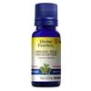 Origan sauvage 15 mL null
