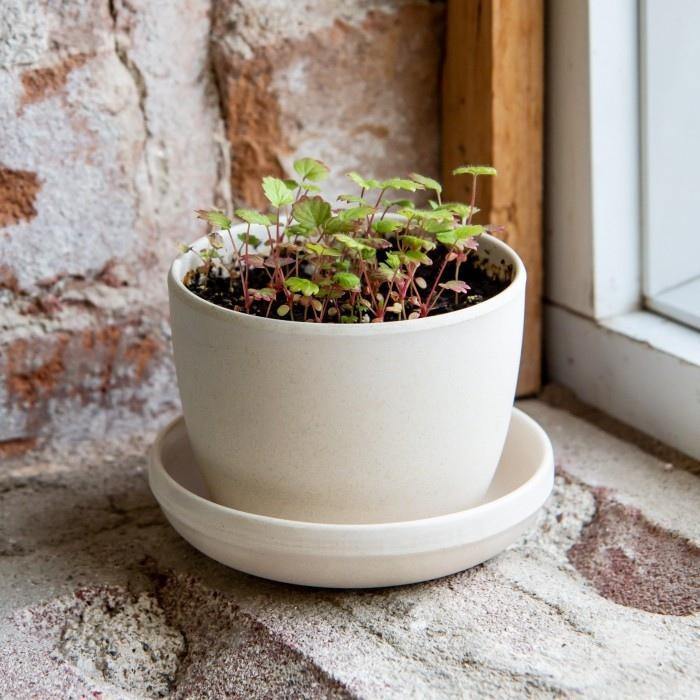 Mano Verde - Jardin en boite -