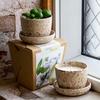 Poire-basilic