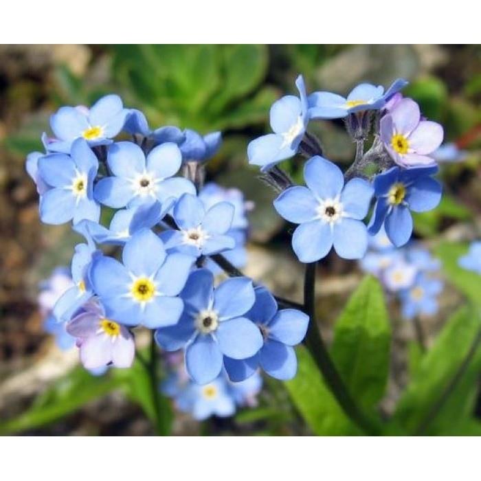 Mano Verde - Jardin en boite -