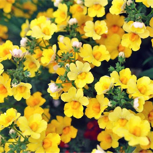 Mano Verde - Jardin en boite -