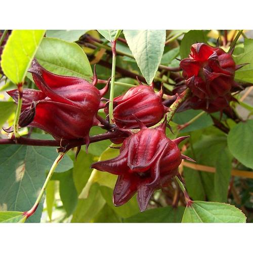 L'hibiscus: une bombe d'antioxydants