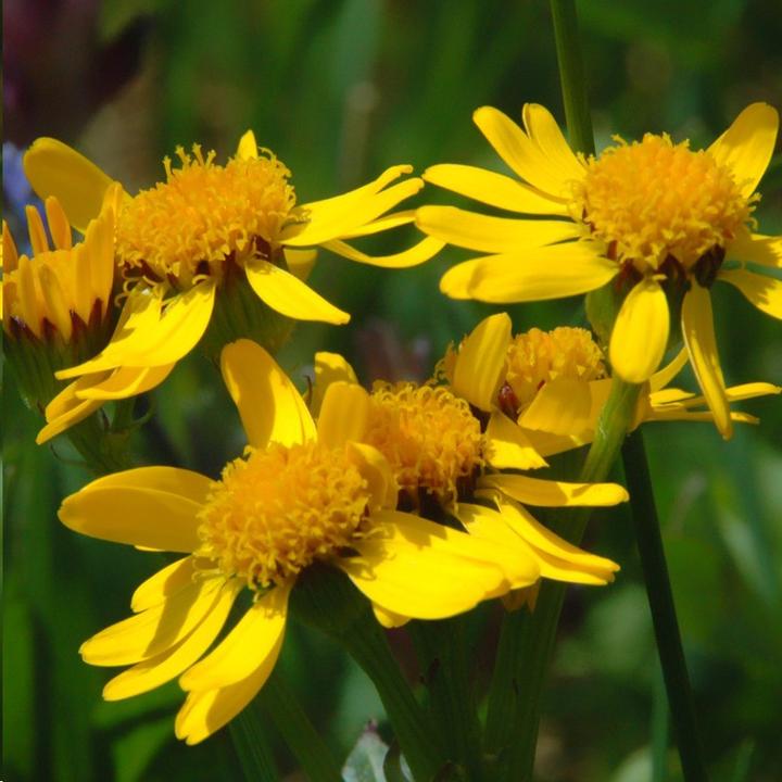 Coriandre Santo - Bio - Jardins de l'écoumène