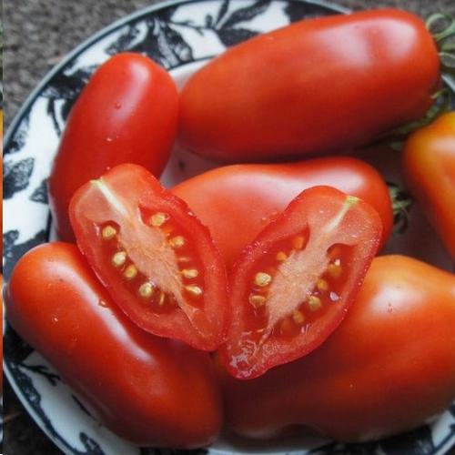 Tomate italienne San Marzano - Bio - Jardins de l'écoumène