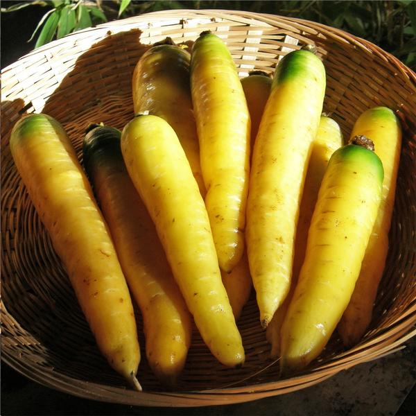 Courgette jaune - Bio - Jardins de l'écoumène