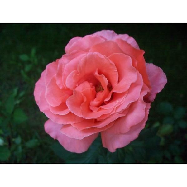 Zayat Aroma Hydrolat Rose de Damas 125 ml L'écolo Boutique