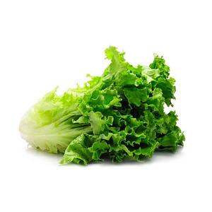 Laitue  Frisée VERTE Bio