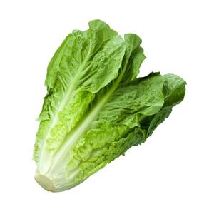 Laitue Romaine Bio