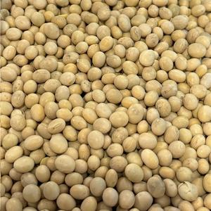 Fève de Soya Crue Bio