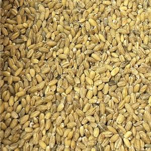 Organic Hulled Barley