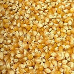 Org. white popcorn