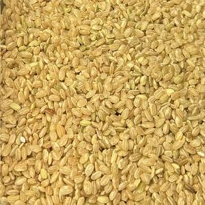 Riz Brun Court Lundberg Bio