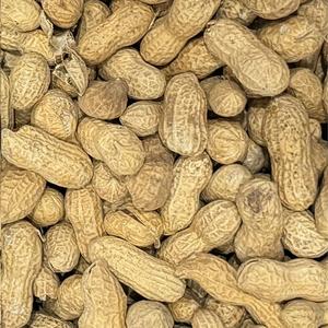 Arachides en Écales