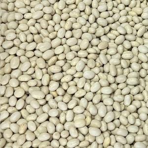 Haricot Blanc Bio